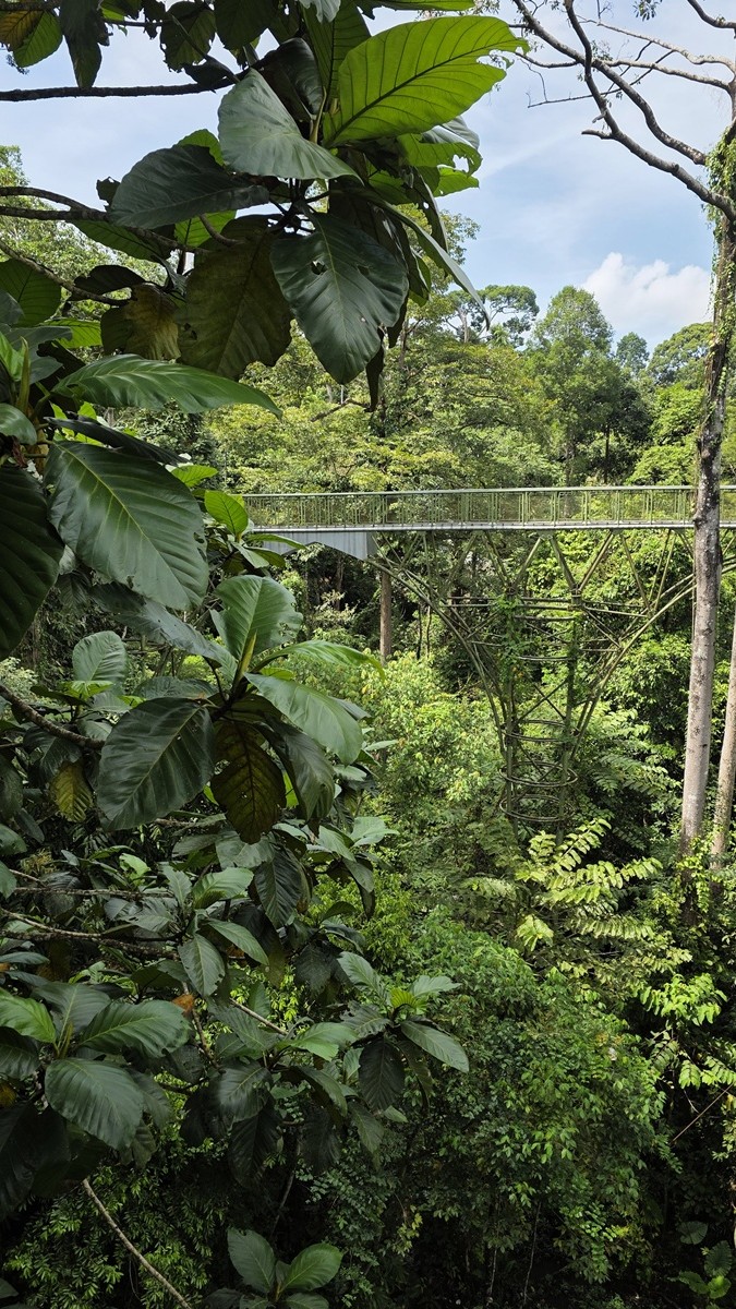 Rainforest Discovery Centre Sandakan