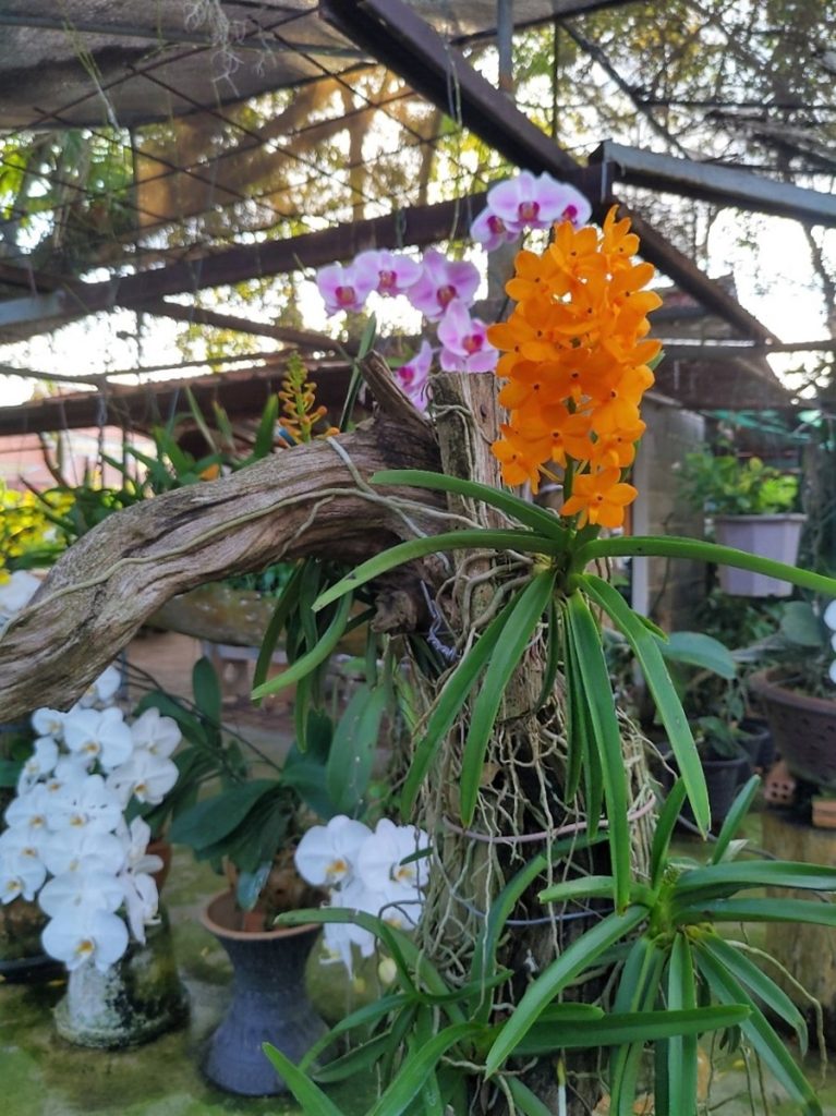 Wat Mongkol Wararam
