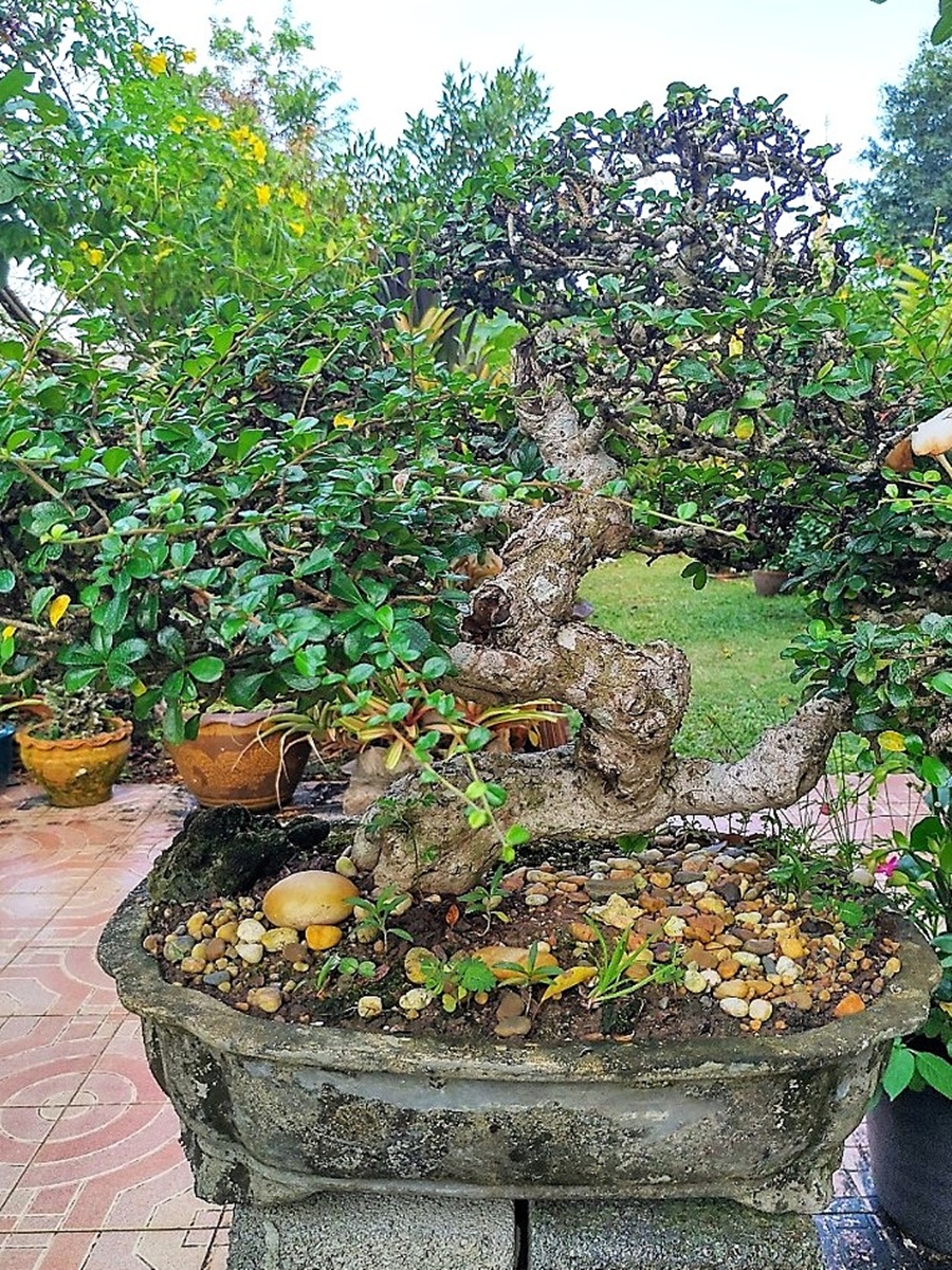 Bonsai Wat Mongkol Wararam